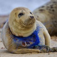 Seal with plastic around neck Oceana PSAs